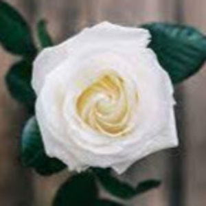 Meet your Posher, Levi